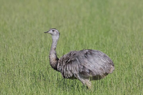 Greater rhea
