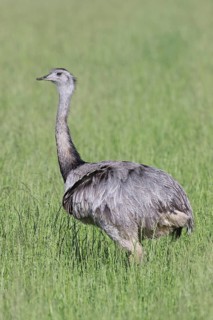 Greater rhea