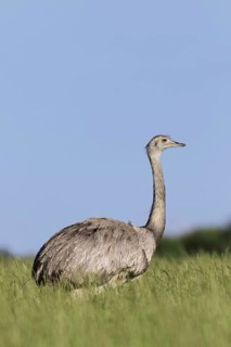 Greater rhea
