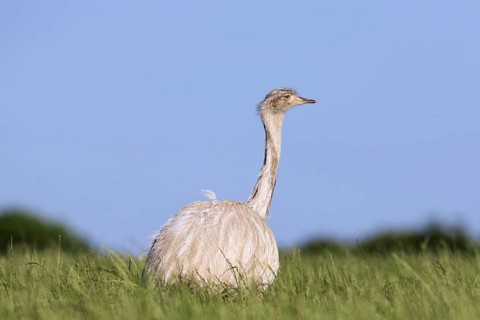 White greater rhea