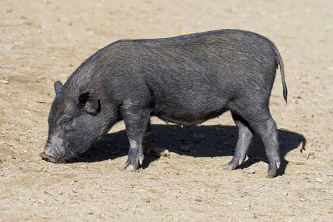 Young Vietnamese Pot-bellied pig