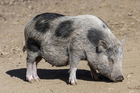 Young Vietnamese Pot-bellied pig