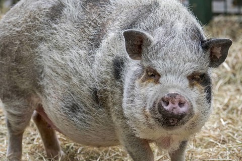 Vietnamese Pot-bellied pig