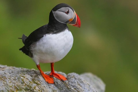 Puffin