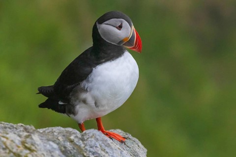 Puffin