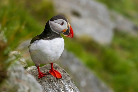 Puffin