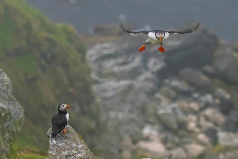 Puffin