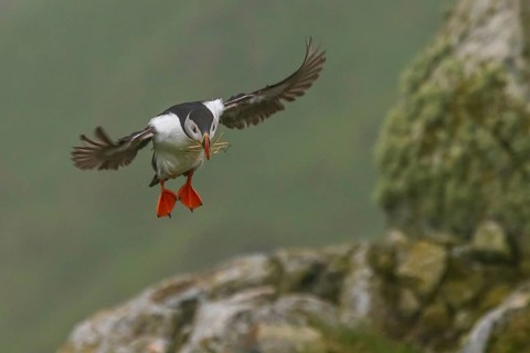 Puffin