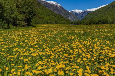 Meadow with dandelion flowers and mountain panorama in Gudbrandsdalen