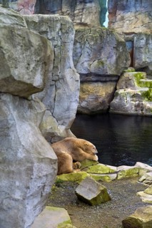 Resting polar bear
