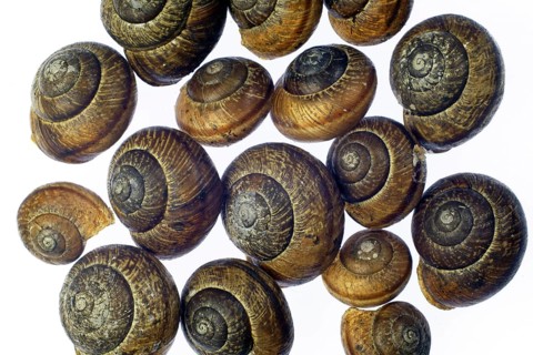 Accumulation of empty snail shells
