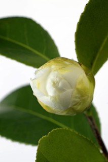 Japanese camellia
