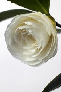 Japanese camellia