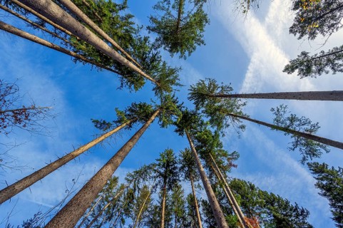 Coniferous commercial forest