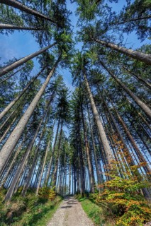 Walk through coniferous commercial forest