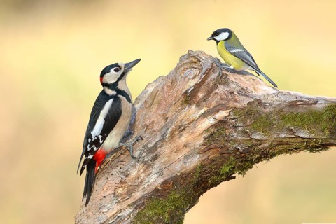 Great spotted woodpecker