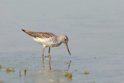 Common greenshank