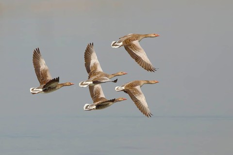 Greylag geese