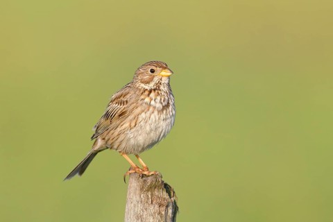 Corn Bunting