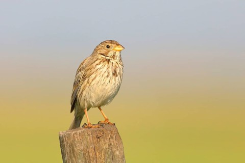 Corn Bunting