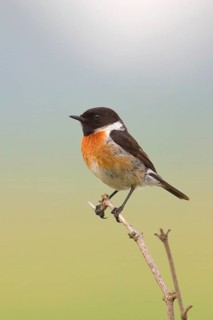 European stonechat