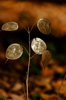 Field penny-cress