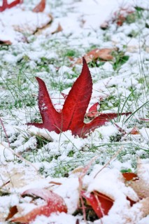 Leaves of the sweetgum