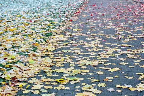 Leaves of the sweetgum