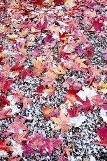 Leaves of the sweetgum