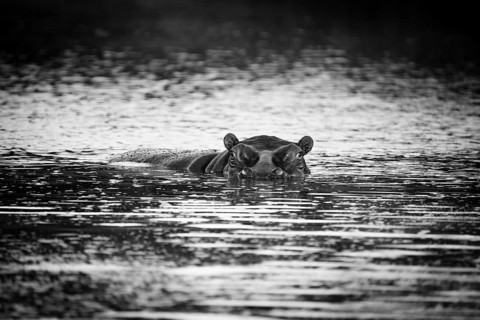 Hippopotamus