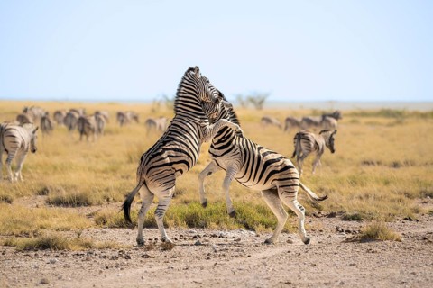 2 Zebras