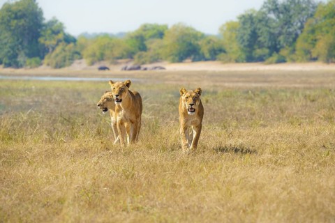 3 lionesses