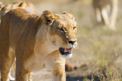 Lioness