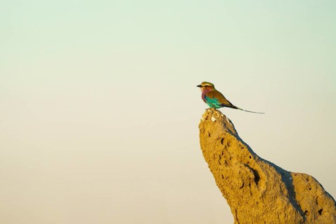 Lilac-breasted roller