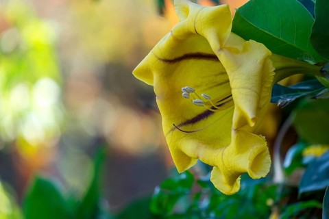 Cup of gold vine