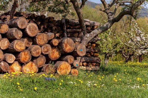 Stacked firewood
