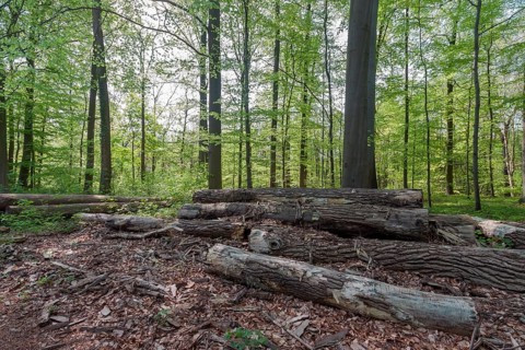 Waste wood