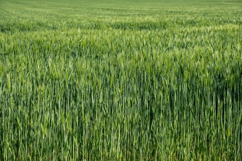 Barleys