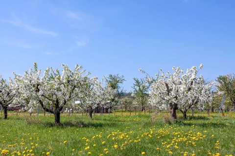Blossoming wild cherry