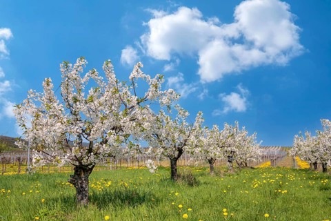 Blossoming wild cherry