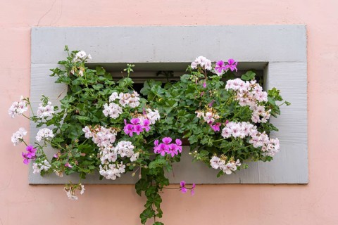 Cellar window with flower decoration