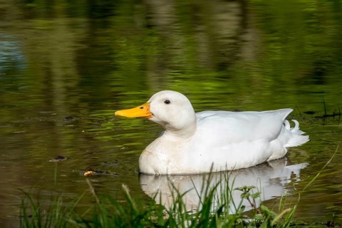 White duck bird