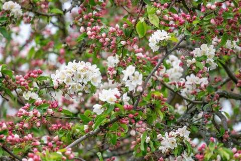 Flowering apple tree