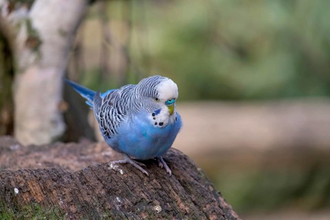 Budgie