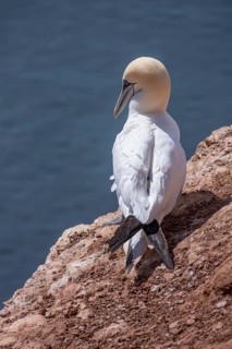 Northern gannet