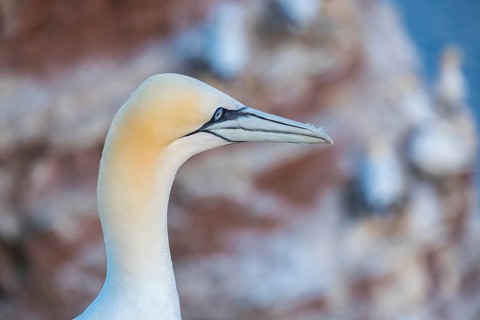 Northern gannet