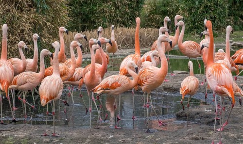 Chilean flamingo