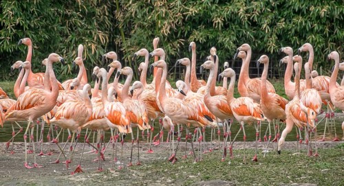 Chilean flamingo