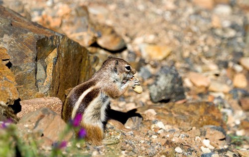 Barbary ground squirrel