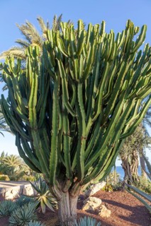 Candelabra spurge